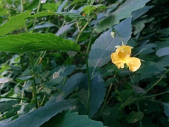 Impatiens pallida