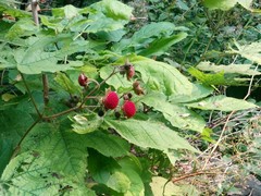 Rubus odoratus