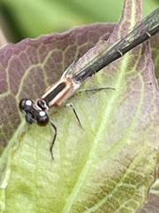 Ischnura elegans
