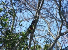 Pteroglossus aracari