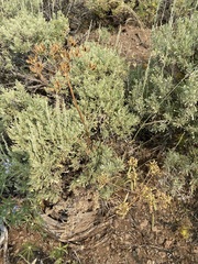 Lomatium multifidum