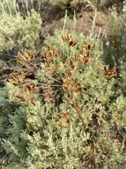 Lomatium multifidum