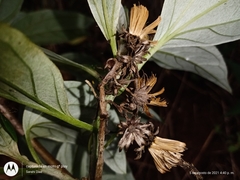 Sinclairia sericolepis