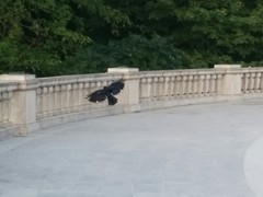 Corvus brachyrhynchos