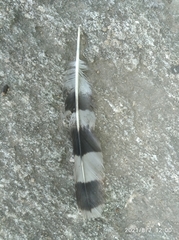 Rupornis magnirostris