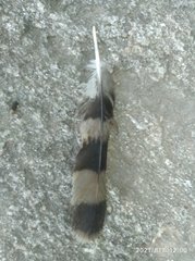 Rupornis magnirostris