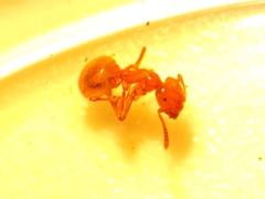 Lasius claviger