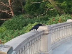 Corvus brachyrhynchos