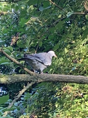 Columba palumbus