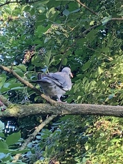 Columba palumbus