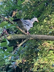 Columba palumbus