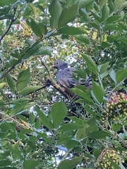 Columba palumbus