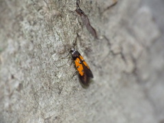 Chrysoclista linneella