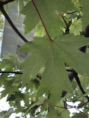 Acer saccharinum