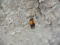 Chrysoclista linneella