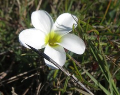 Oxalis stictocheila