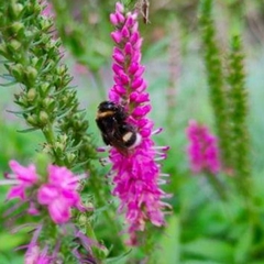 Bombus
