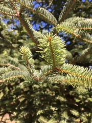 Abies cephalonica