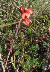 Indigofera procumbens