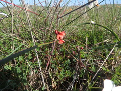 Indigofera procumbens