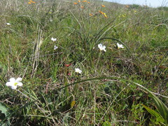 Oxalis stictocheila