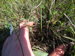 Oxalis stictocheila