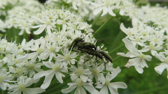 Acmaeops angusticollis