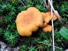 Cantharellus cibarius