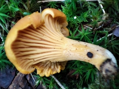 Cantharellus cibarius