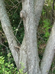 Peraphyllum ramosissimum