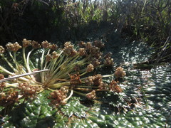 Arctopus echinatus