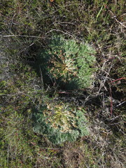 Arctopus echinatus