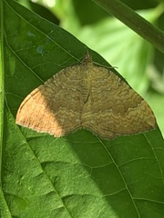 Camptogramma bilineata