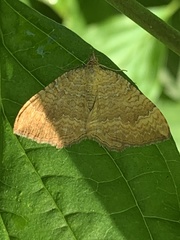 Camptogramma bilineata