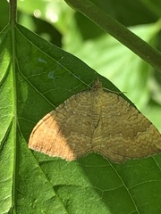 Camptogramma bilineata