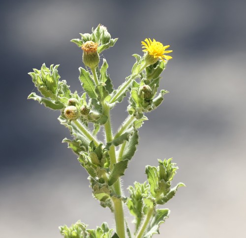 photo of Telegraphweed (Heterotheca grandiflora)