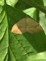 Camptogramma bilineata