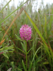 Polygala cruciata