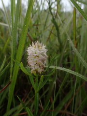 Polygala cruciata