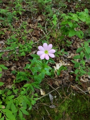 Sabatia capitata