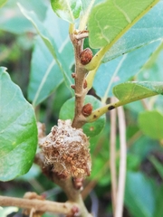 Andricus quercusramuli