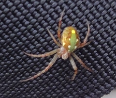 Novaranea queribunda