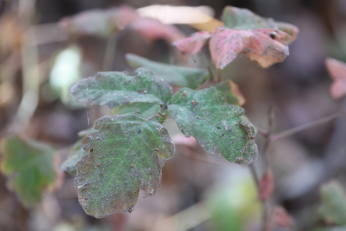 photo of Pacific Poison Oak (Toxicodendron diversilobum)