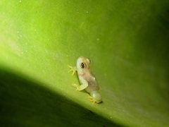 Phyllodytes luteolus