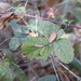 photo of Trailing Blackberry (Rubus ursinus)