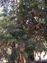 Abies cephalonica