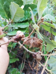 Andricus quercusramuli