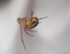 Novaranea queribunda