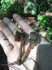 Helvellaceae