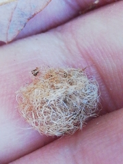 Andricus quercusramuli